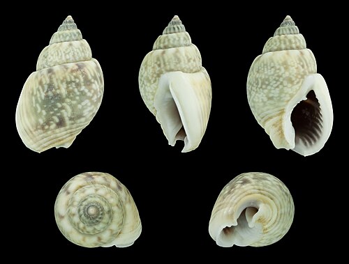 ナッサリウス (Nassarius) 黒鉛