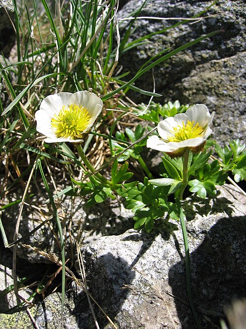 氷河キンポウゲ Ranunculus glacialis
