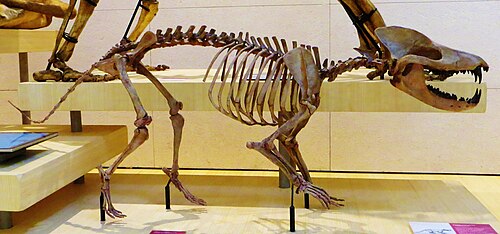 大きな歯を持つオオカミのような骨格のポートレートビュー