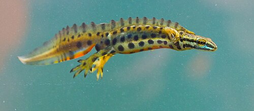 Swimming male newt, with well developed crest and bright colours