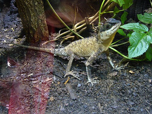 チェスター動物園のアカントサウラ・カプラ