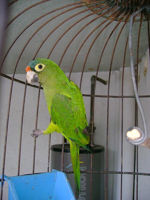 ペットのオレンジインコ