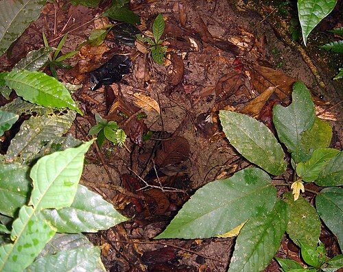 放棄されたアルマジロの巣穴。植物に囲まれた土壌のくぼみはほとんど生い茂っている。