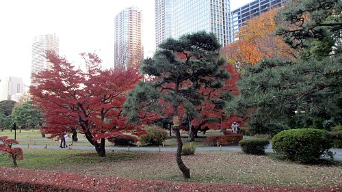秋の紅葉