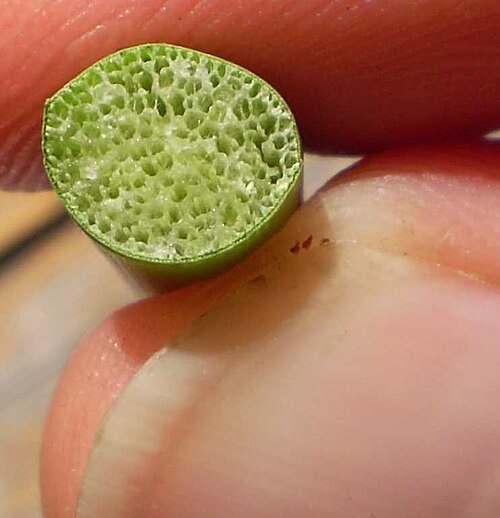 植物の通気組織