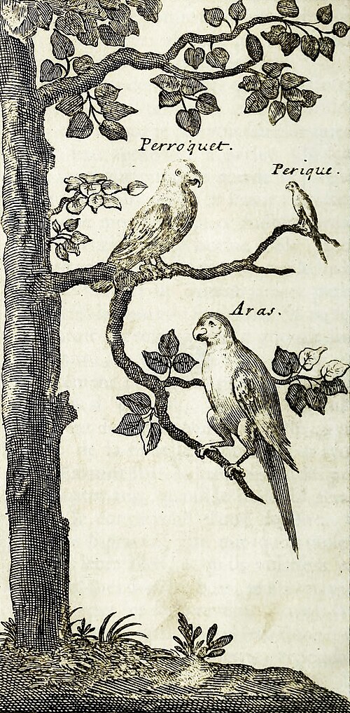 木の枝に止まっている 3 羽のコンゴウインコを描いたセピア色の線画。それぞれに「Papagay」、「Perique Papagay」、「Aras」というラベルが付けられています。