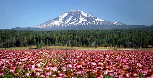 アダムズ山は、アメリカ合衆国ワシントン州で2番目に高い山頂である。