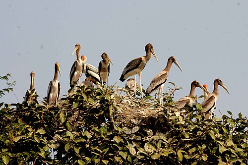 インド、グジャラート州にあるコウノトリの営巣地