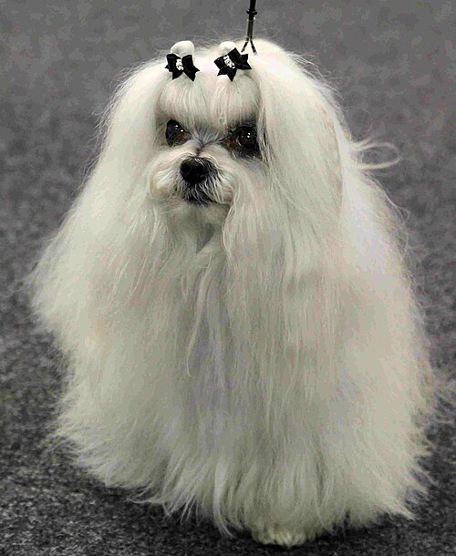 白いマルチーズ犬