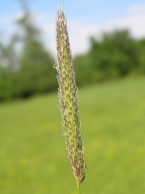 メドウアワ (Alopecurus pratensis) 小穂