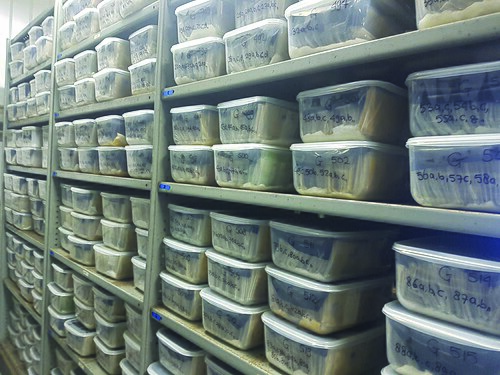 シルク 貯蔵 プランクトン プラスチック