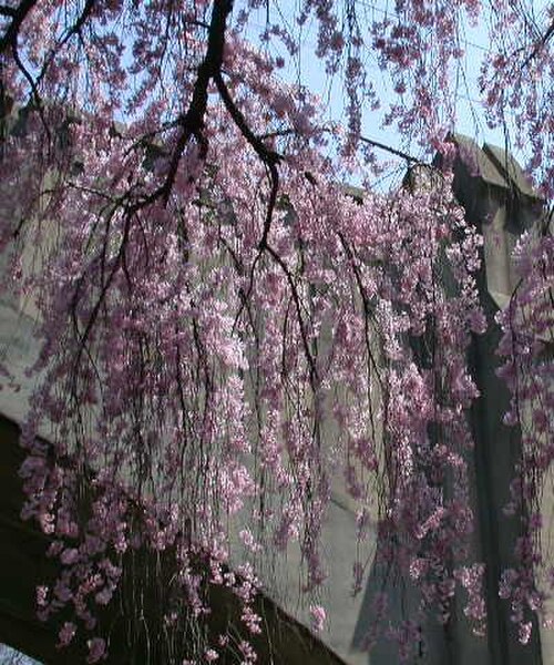桜祭り開催中のニュージャージー州ニューアークのブランチ・ブルック公園