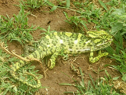 南インドのマイソールで発見されたカメレオン