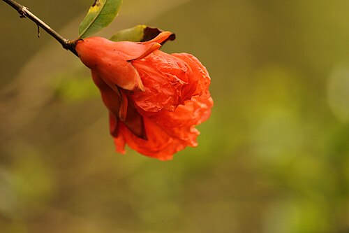 ザクロの花