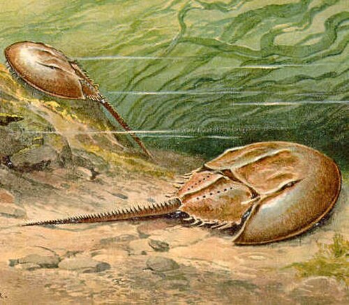 現代のカブトガニを含むカブトガニ類は、約4億8000万年前に出現した。