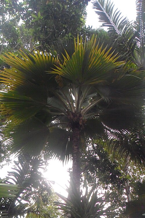 ノンヌッチ熱帯庭園の Pritchardia thurstonii