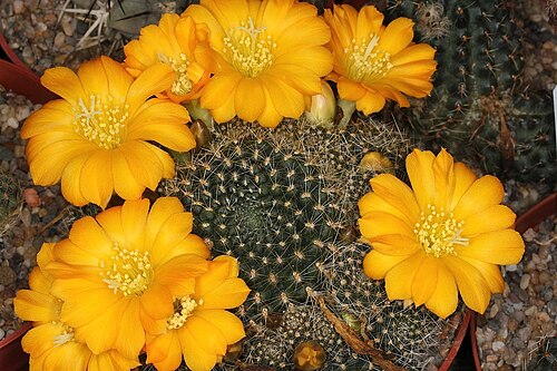 Rebutia minscula var.ミノスキュラ (同義: Rebutia marsoneri)