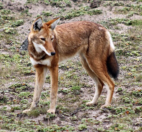 エチオピアオオカミ (Canis simensis)