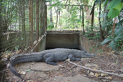動物園のワニ