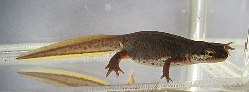 水中のイモリを横から見たところ