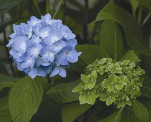 健康なアジサイの花（左）と、感染したアジサイの花（右）。ファイトプラズマによって、花びらの代わりに葉が生えてしまっている。