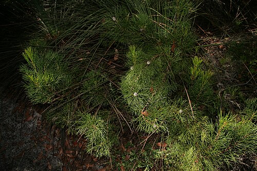 日陰にある薄い緑の葉を持つ低木の写真