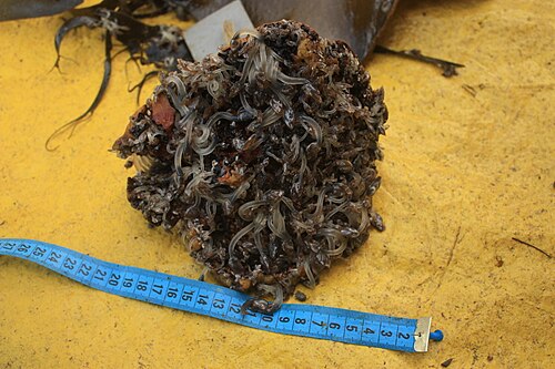 南極のオオカミウオが群生する南極の分離した巣