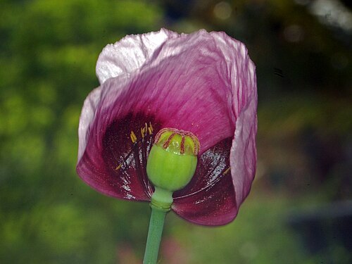 ケシの花、内側から見たところ