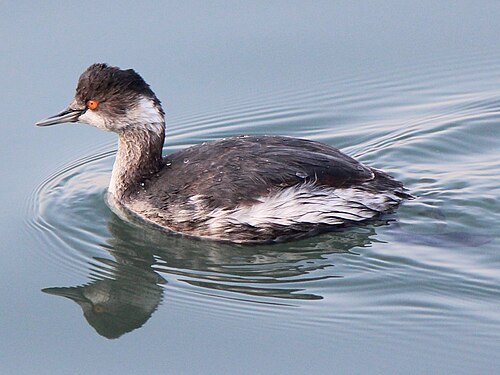 左を向いている水の中の鳥。この鳥は頭が茶色く、あごと喉の上部が白く、脇腹が白く、全体的に茶色っぽい外観をしています。