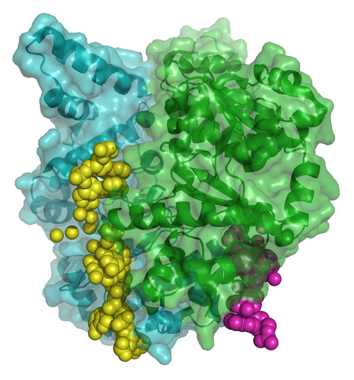 細菌DNAプライマーゼ鋳型の分子モデリング。