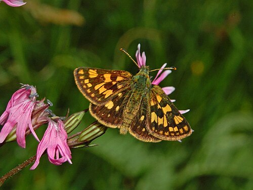 Carterocephalus palaemon、背面図