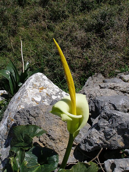 A. creticum
