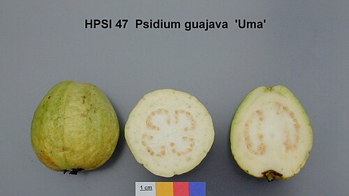 P. guajavaの果実