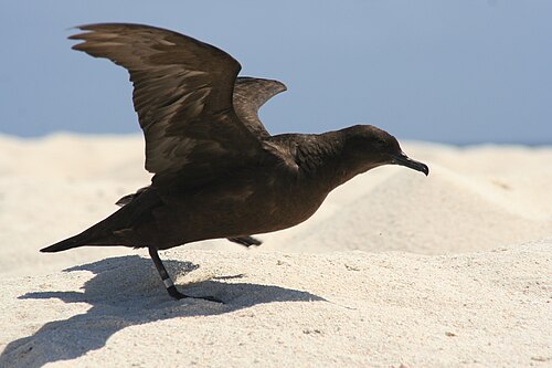 濃い茶色の鳥が翼を広げて砂浜から飛び立とうとしている。