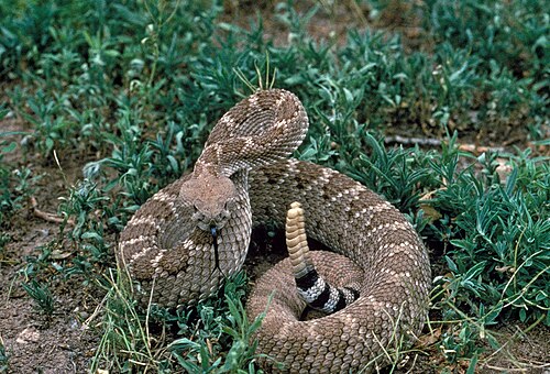 草むらの中で威嚇的なポーズをとるニシダイヤガラガラヘビ