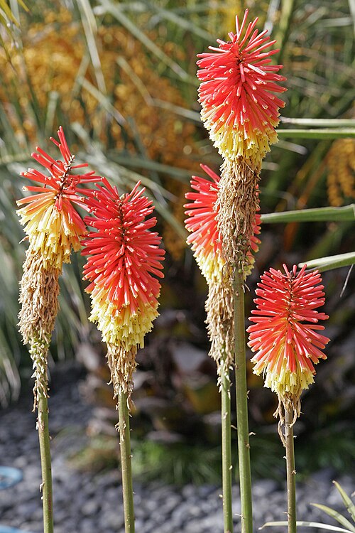 レッドホットポーカー(またはクニフォフィア)の花。