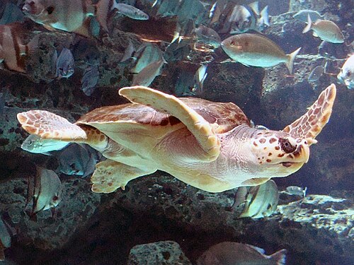 多種多様な魚の群れの近くを泳ぐウミガメ。