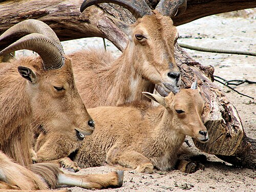 ドイツ、ベルリン動物園の雌羊と子羊