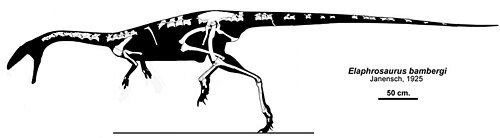 関連のあるエラフロサウルスの復元された骨格を示す図