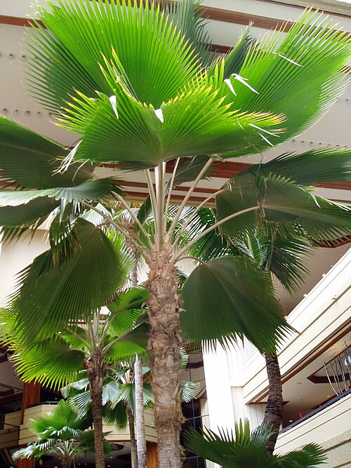 ハワイのワイキキで室内栽培されている Pritchardia thurstonii