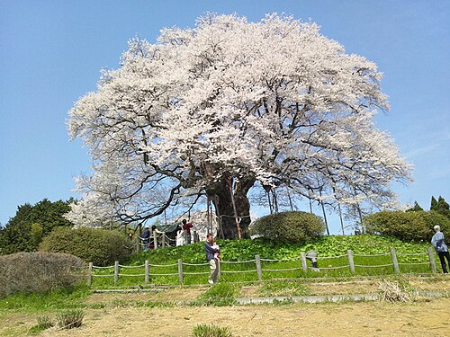 樹齢1000年の醍醐桜