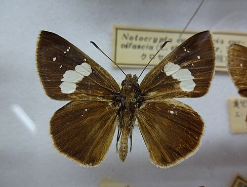 Museum specimen