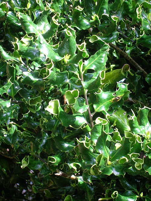 ねじれたハリネズミヒイラギ（Ilex aquifolium 'Ferox'）