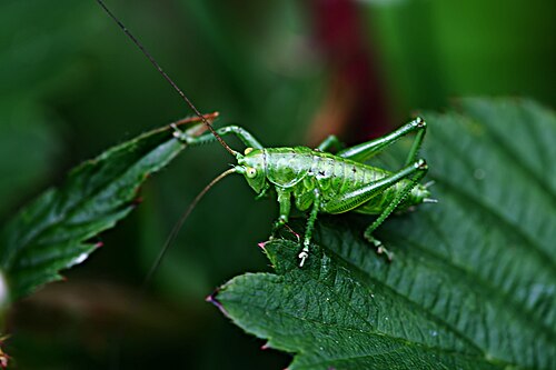 Tettigonia cantans、雄のニンフ