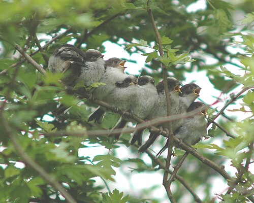 餌を求めて鳴く8羽の雛たち