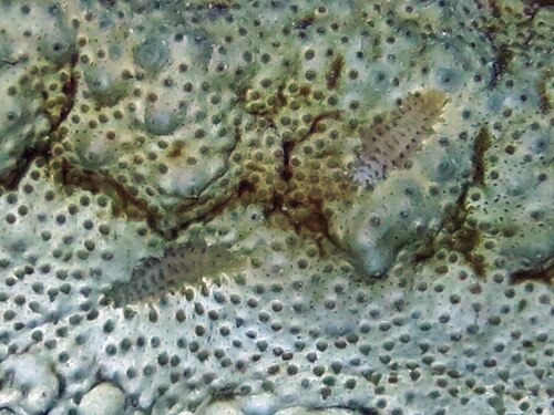 キングナマコについた多孔虫。