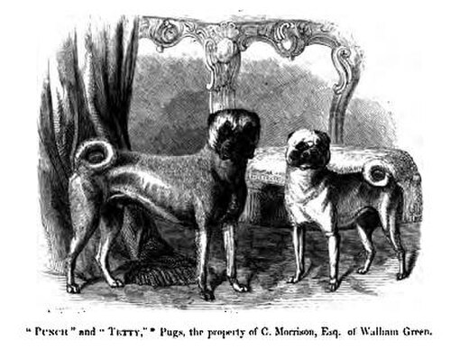 1859 年の書籍「健康と病気の犬」に掲載されたパグの「パンチとテティ」の彫刻