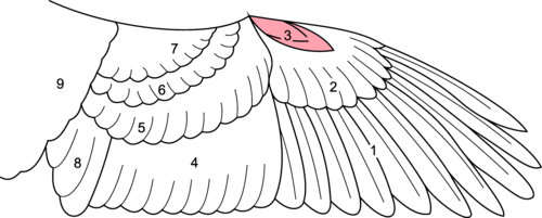 鳥の翼のさまざまな部分の描画