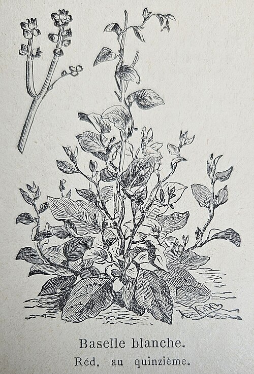 ヴィルモラン「植物のポタジェール」のバセラ アルバのイラスト 1925