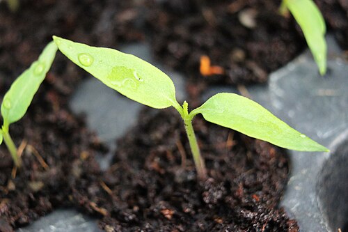 ゴーストペッパーの葉、約10日後の植物